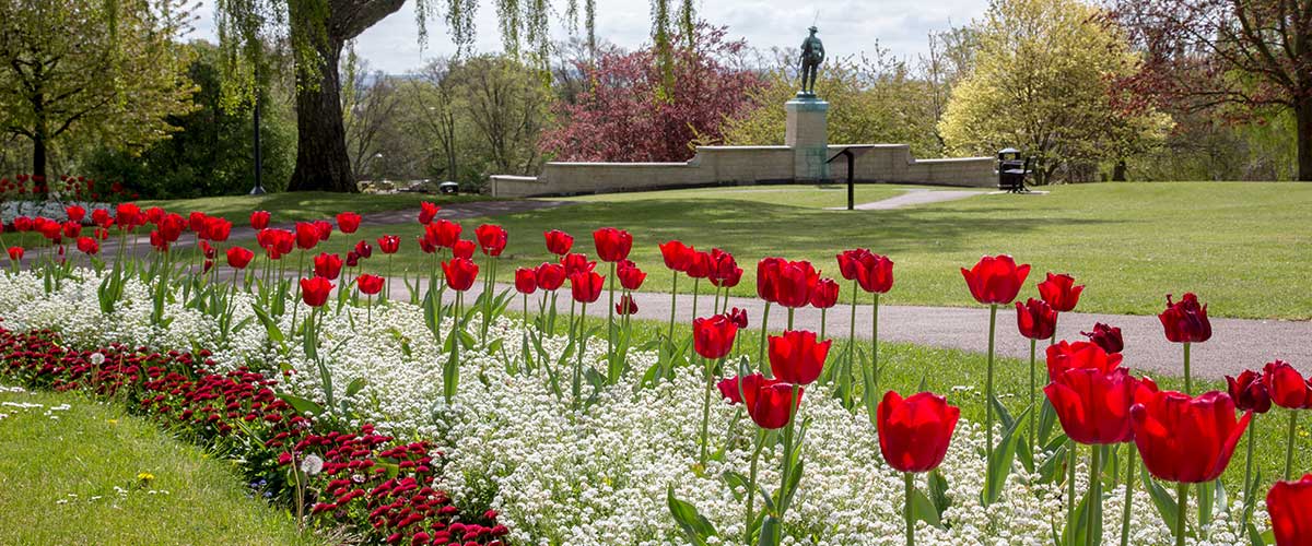 Tulips in Abbey Park Evesham